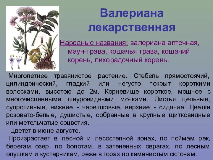 Валериана лекарственная Народные названия: валериана аптечная, маун-трава, кошачья трава, кошачий корень,