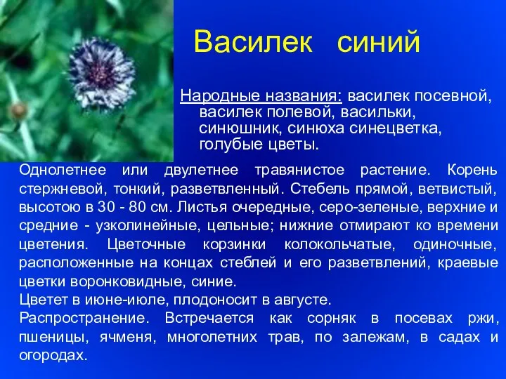 Василек синий Народные названия: василек посевной, василек полевой, васильки, синюшник, синюха