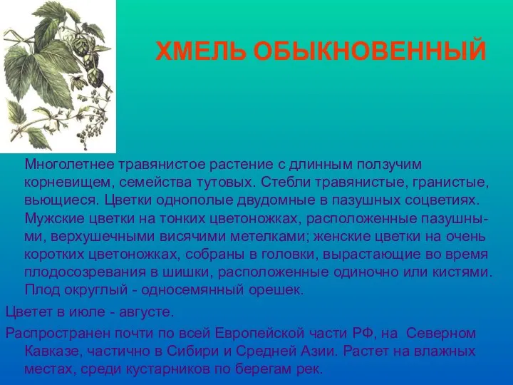 ХМЕЛЬ ОБЫКНОВЕННЫЙ Многолетнее травянистое растение с длинным ползучим корневищем, семейства тутовых.