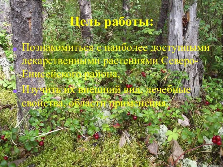 Цель работы: Познакомиться с наиболее доступными лекарственными растениями Северо-Енисейского района, Изучить