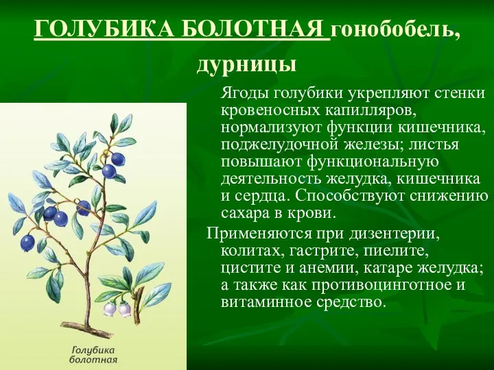 ГОЛУБИКА БОЛОТНАЯ гонобобель, дурницы Ягоды голубики укрепляют стенки кровеносных капилляров, нормализуют