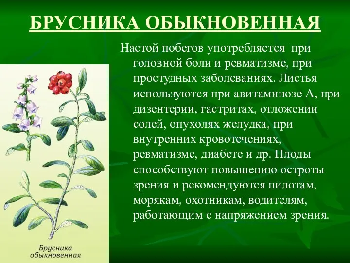 БРУСНИКА ОБЫКНОВЕННАЯ Настой побегов употребляется при головной боли и ревматизме, при