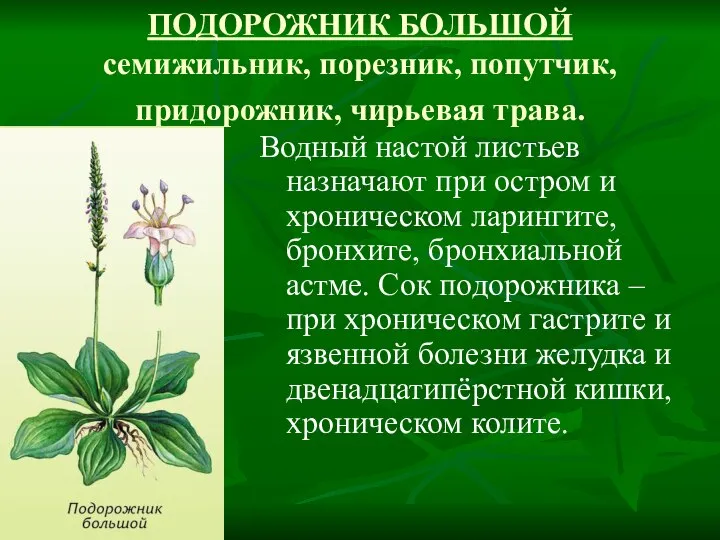 ПОДОРОЖНИК БОЛЬШОЙ семижильник, порезник, попутчик, придорожник, чирьевая трава. Водный настой листьев