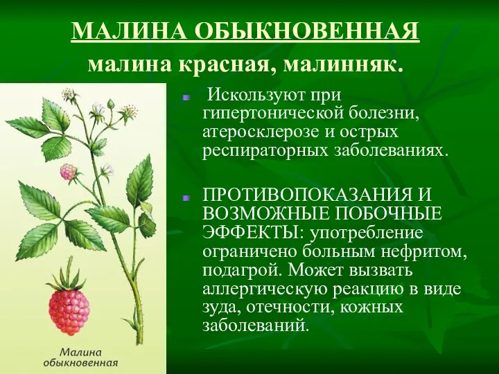 МАЛИНА ОБЫКНОВЕННАЯ малина красная, малинняк. Искользуют при гипертонической болезни, атеросклерозе и