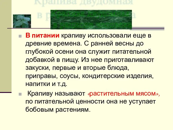 В питании крапиву использовали еще в древние времена. С ранней весны