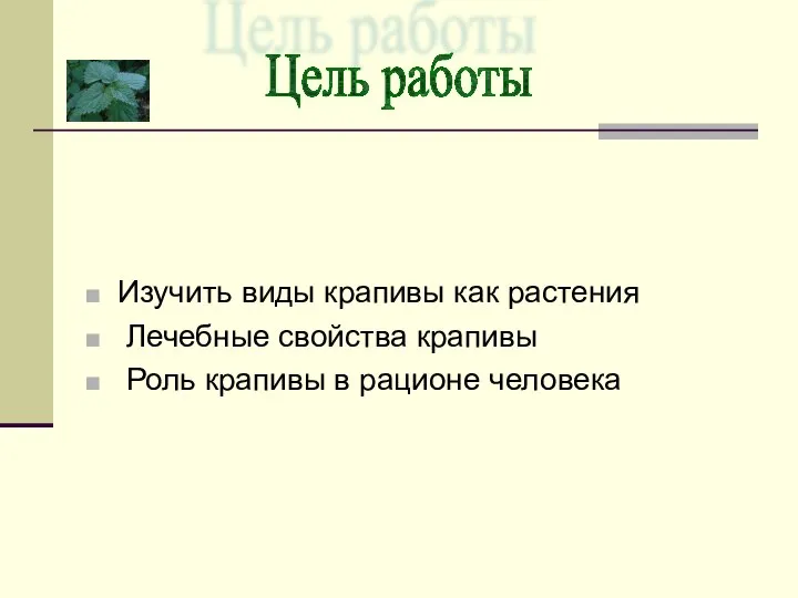 Изучить виды крапивы как растения Лечебные свойства крапивы Роль крапивы в рационе человека Цель работы