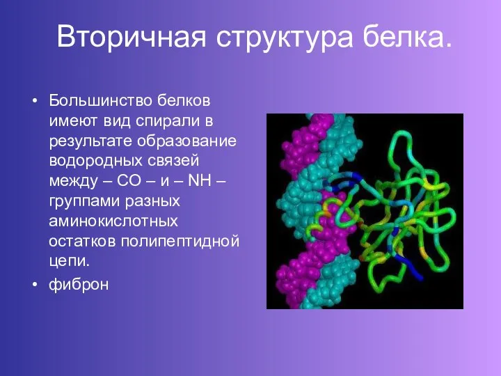 Вторичная структура белка. Большинство белков имеют вид спирали в результате образование