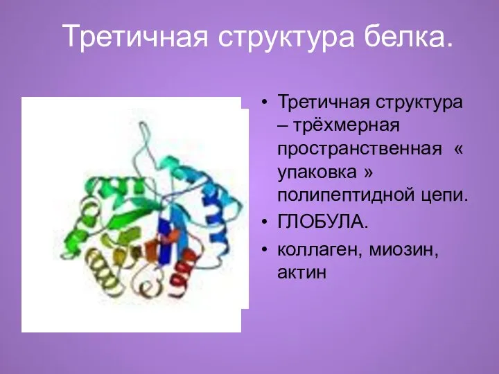 Третичная структура белка. Третичная структура – трёхмерная пространственная « упаковка »