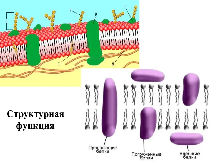 Структурная функция