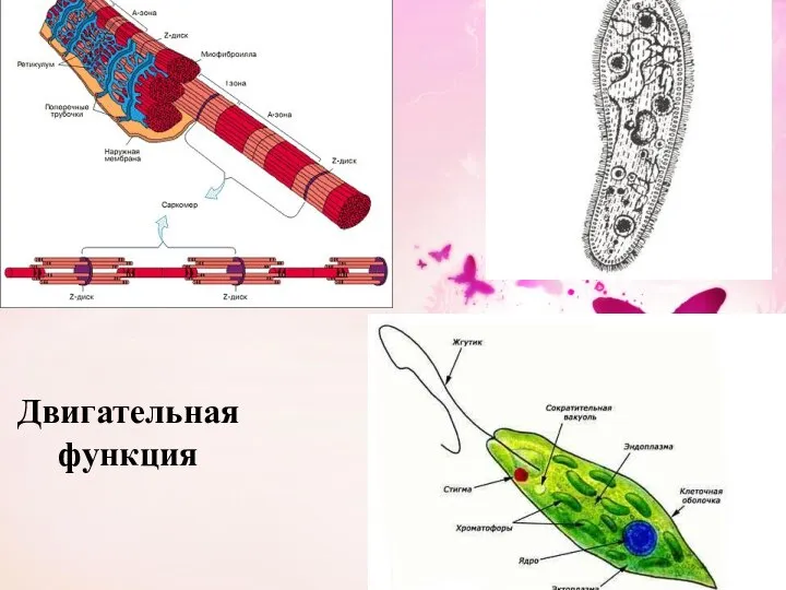 Двигательнаяфункция