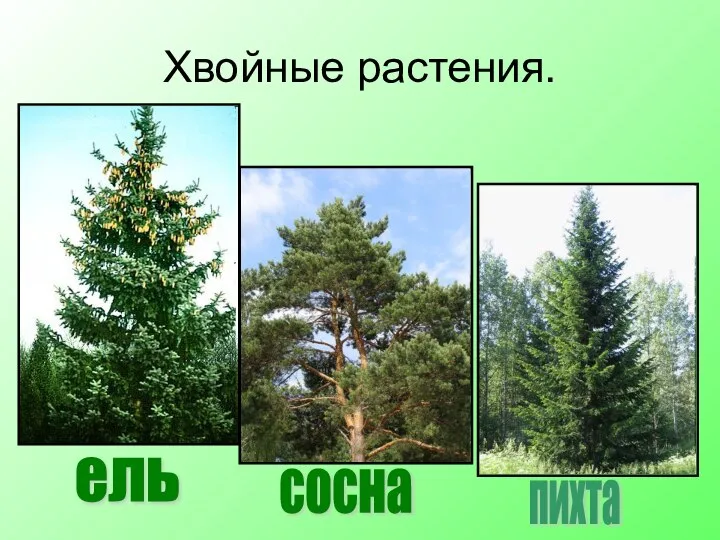 Хвойные растения. ель сосна пихта