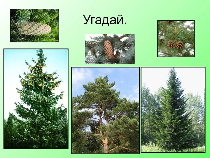 Угадай.