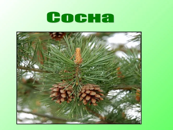 Сосна