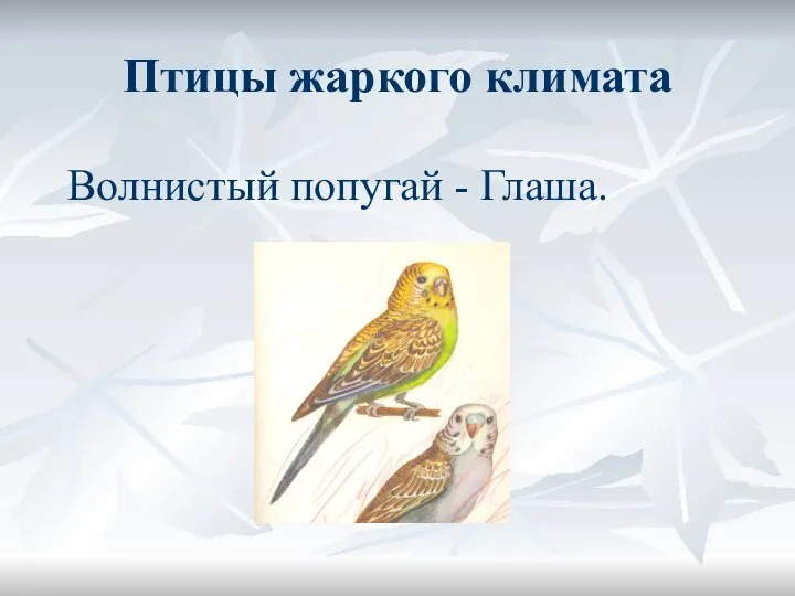 Птицы жаркого климата Волнистый попугай - Глаша.