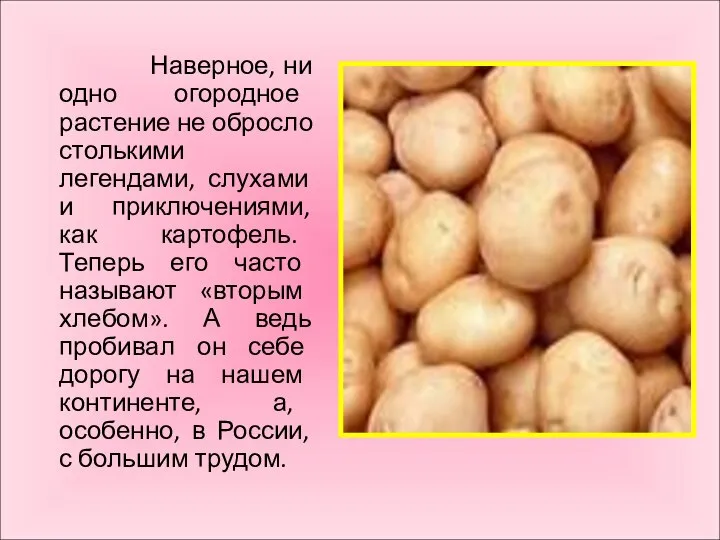 Наверное, ни одно огородное растение не обросло столькими легендами, слухами и