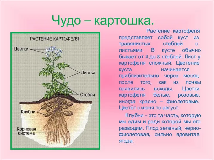 Чудо – картошка. Растение картофеля представляет собой куст из травянистых стеблей