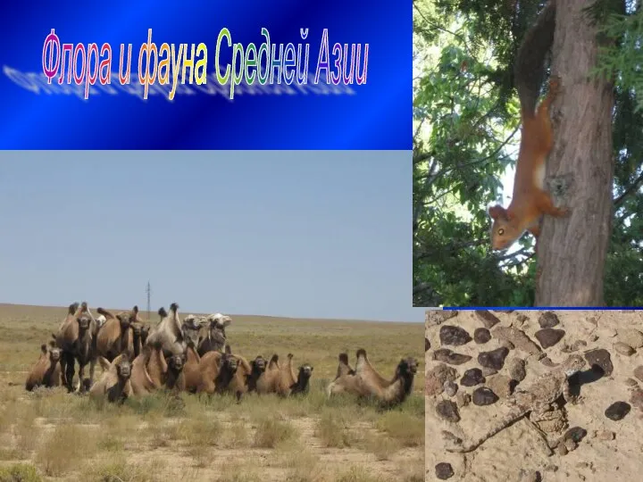Флора и фауна Средней Азии