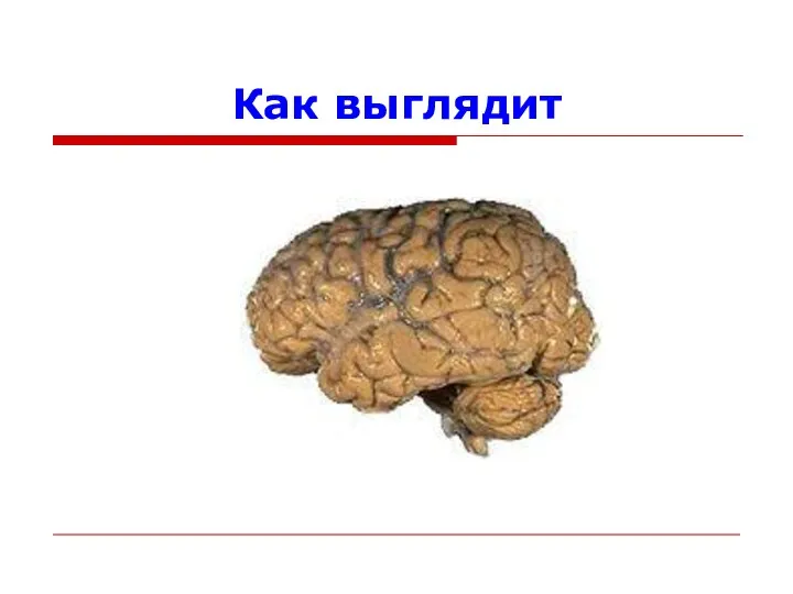 Как выглядит