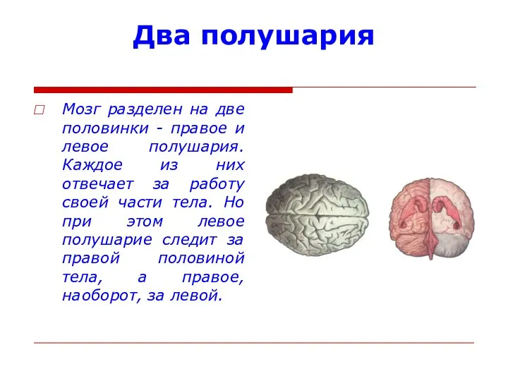 Два полушария Мозг разделен на две половинки - правое и левое