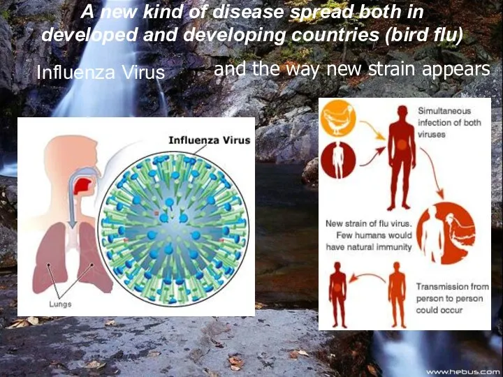 and the way new strain appears Influenza Virus A new kind