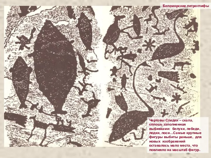 Беломорские петроглифы Чертовы Следки – скала, сплошь заполненная выбивками: белухи, лебеди,