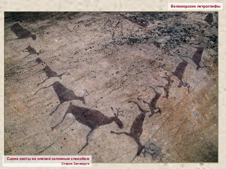 Беломорские петроглифы Сцена охоты на оленей загонным способом Старая Залавруга