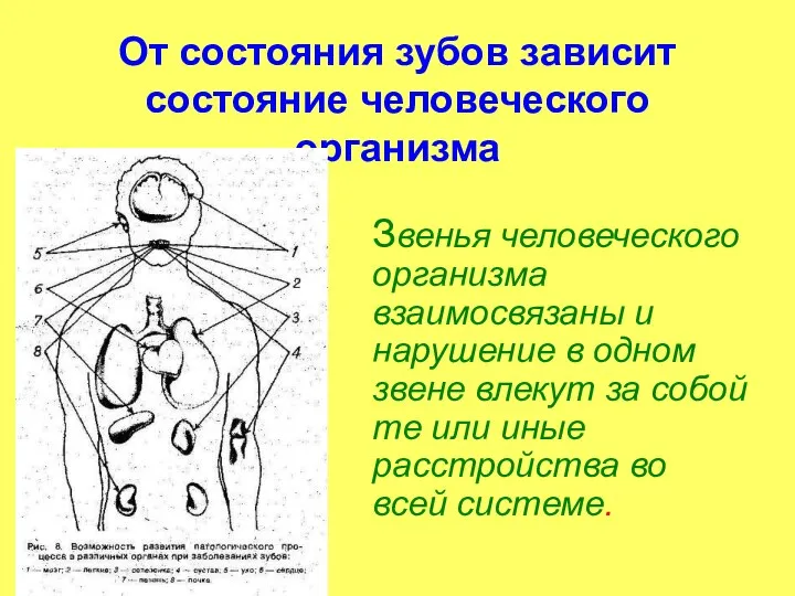 От состояния зубов зависит состояние человеческого организма Звенья человеческого организма взаимосвязаны