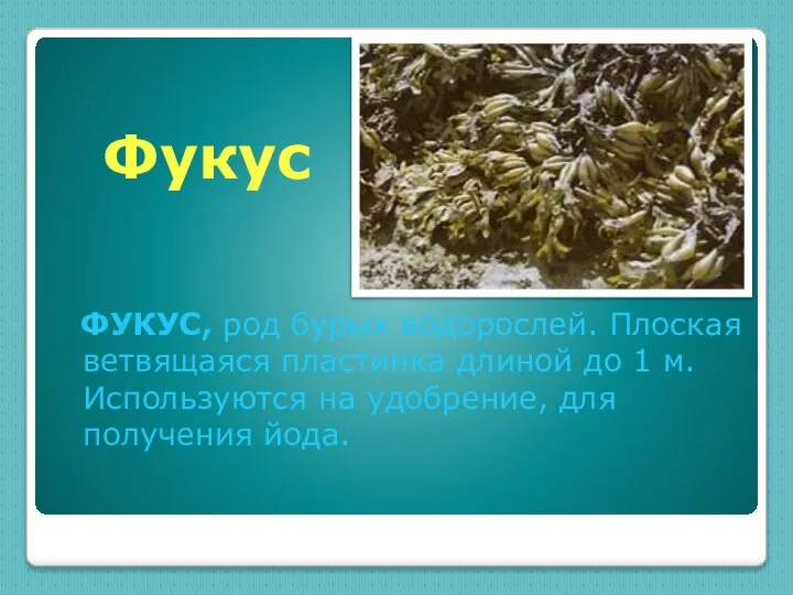 ФУКУС, род бурых водорослей. Плоская ветвящаяся пластинка длиной до 1 м.