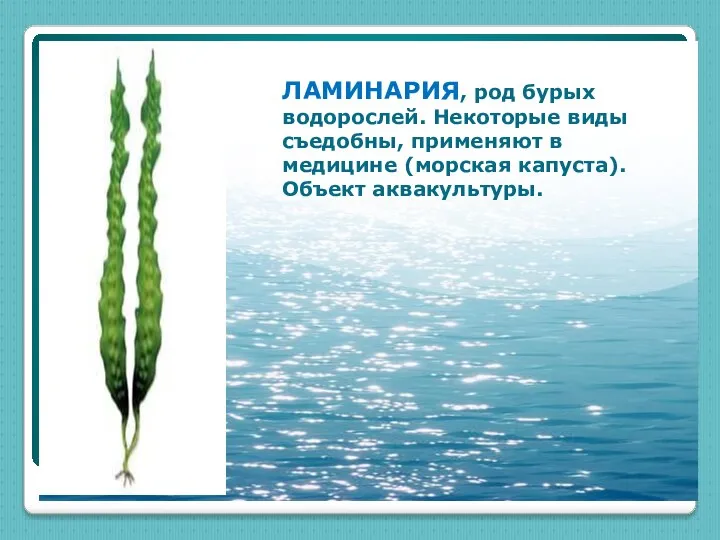 ЛАМИНАРИЯ, род бурых водорослей. Некоторые виды съедобны, применяют в медицине (морская капуста). Объект аквакультуры.