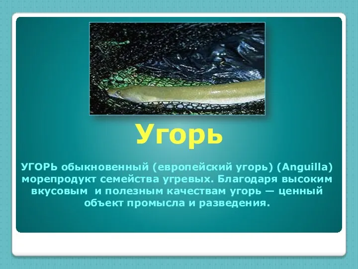 УГОРЬ обыкновенный (европейский угорь) (Anguilla) морепродукт семейства угревых. Благодаря высоким вкусовым