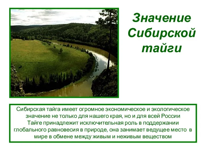 Сибирская тайга имеет огромное экономическое и экологическое значение не только для