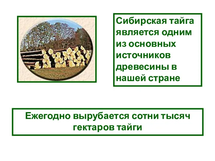 Сибирская тайга является одним из основных источников древесины в нашей стране