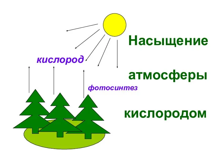 фотосинтез