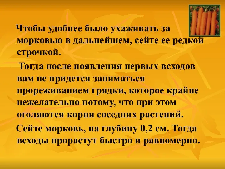 Чтобы удобнее было ухаживать за морковью в дальнейшем, сейте ее редкой