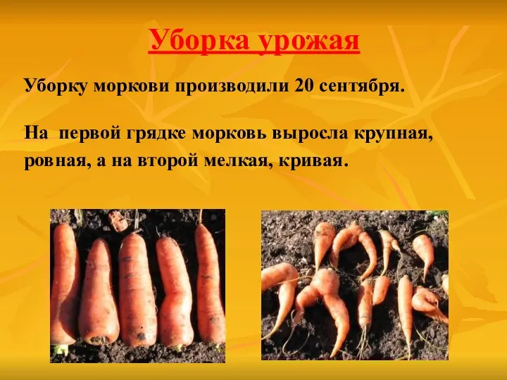 Уборка урожая Уборку моркови производили 20 сентября. На первой грядке морковь