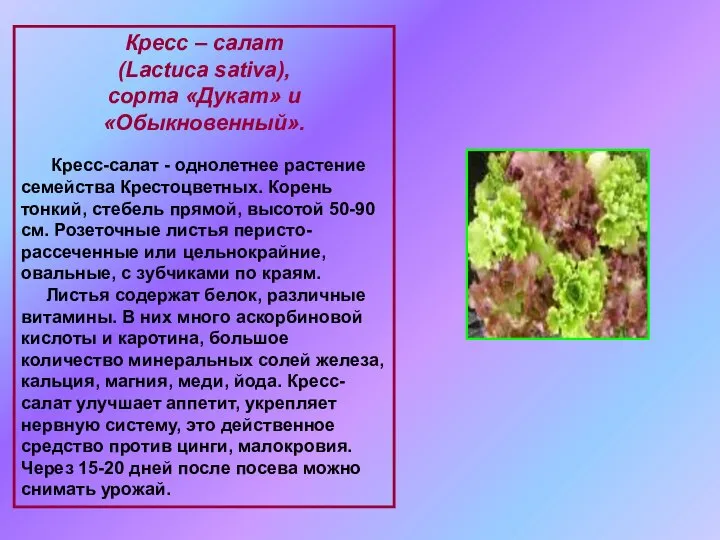 Кресс – салат (Lactuca sativa), сорта «Дукат» и «Обыкновенный». Кресс-салат -