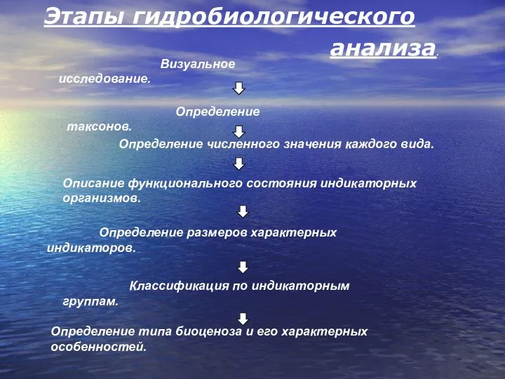 Этапы гидробиологического анализа. Визуальное исследование. Определение таксонов. Определение численного значения каждого