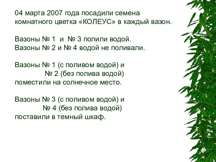 04 марта 2007 года посадили семена комнатного цветка «КОЛЕУС» в каждый