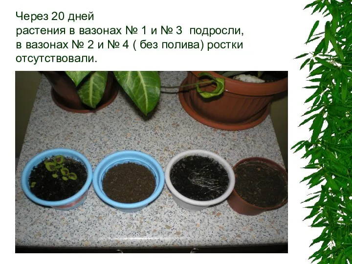 Через 20 дней растения в вазонах № 1 и № 3