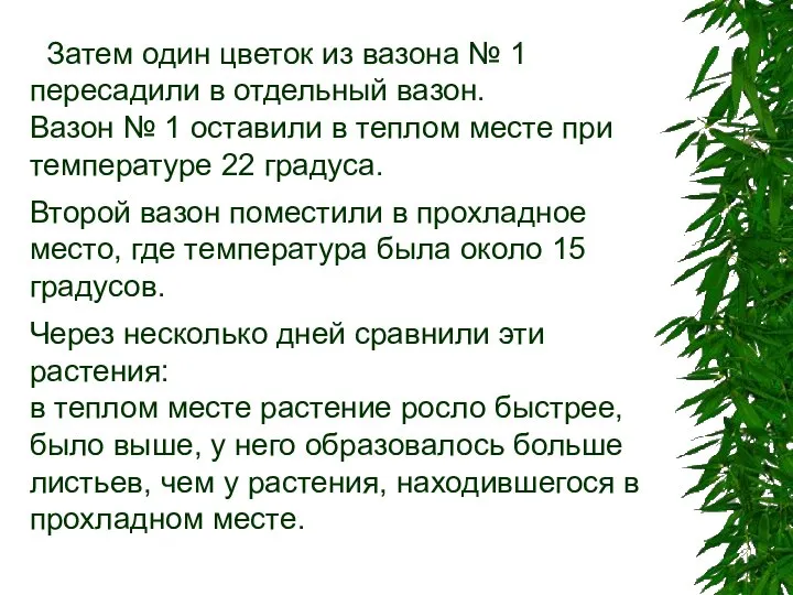 Затем один цветок из вазона № 1 пересадили в отдельный вазон.