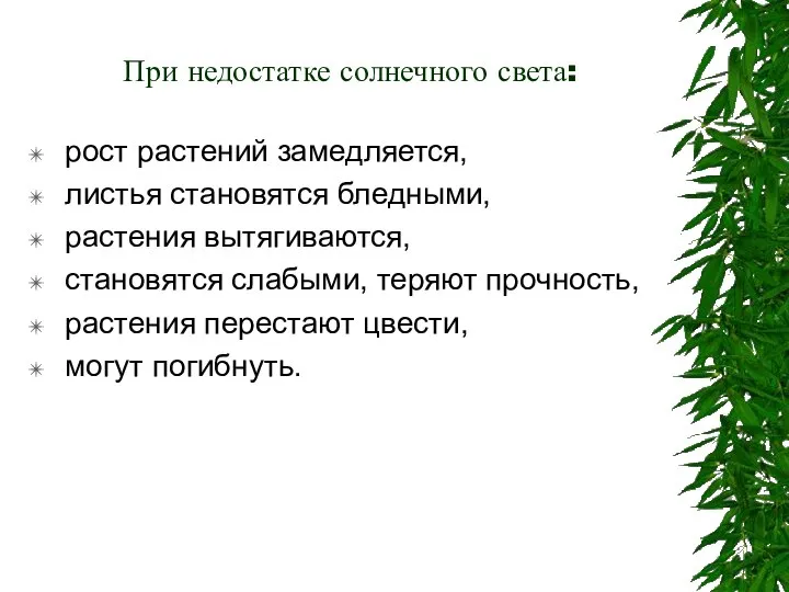 При недостатке солнечного света: рост растений замедляется, листья становятся бледными, растения