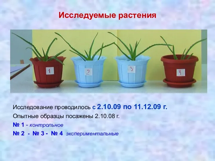 Исследуемые растения Исследование проводилось с 2.10.09 по 11.12.09 г. Опытные образцы