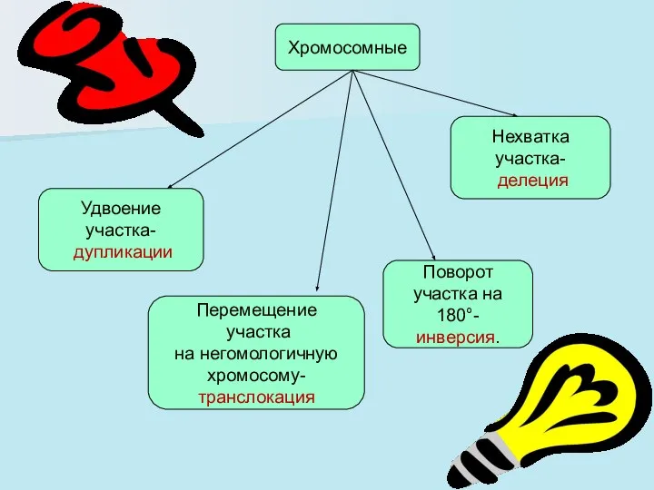 Хромосомные Удвоение участка- дупликации Перемещение участка на негомологичную хромосому- транслокация Поворот