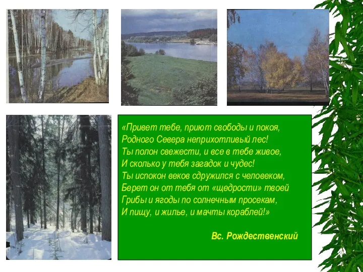 «Привет тебе, приют свободы и покоя, Родного Севера неприхотливый лес! Ты