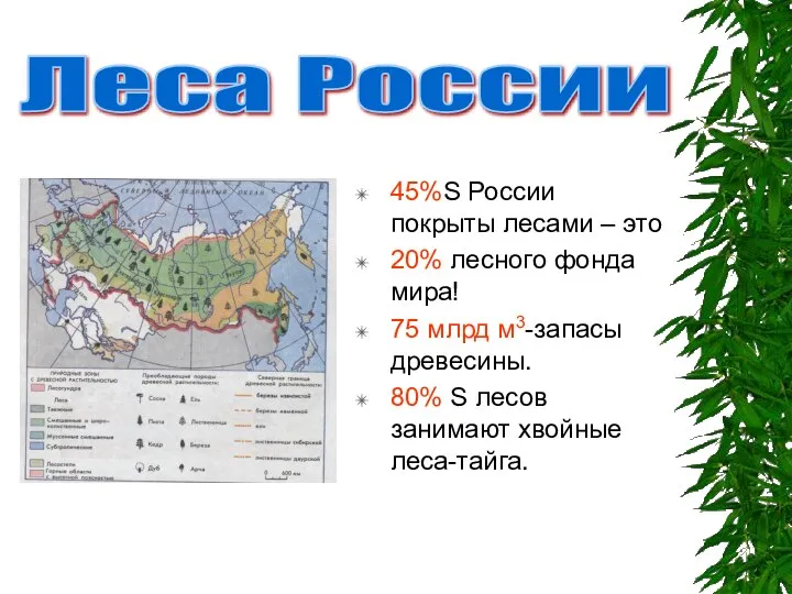 45%S России покрыты лесами – это 20% лесного фонда мира! 75