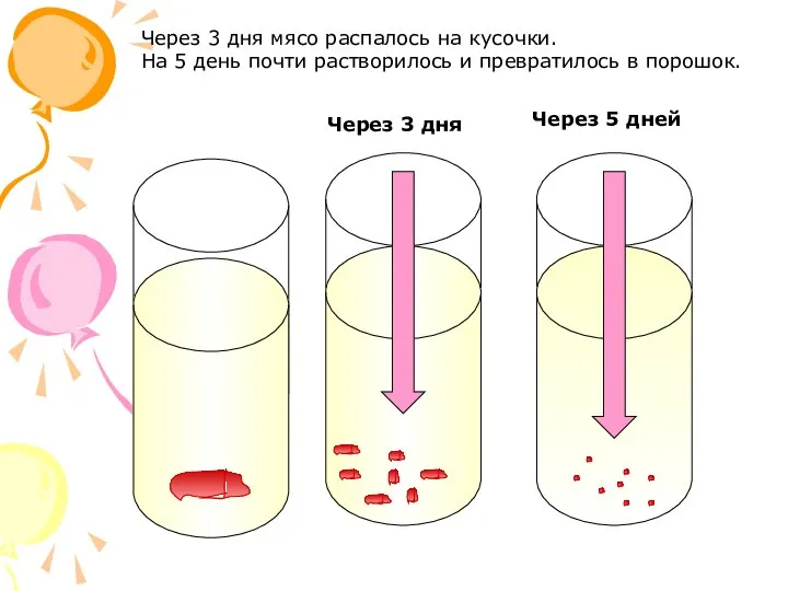 Через 3 дня Через 5 дней Через 3 дня мясо распалось