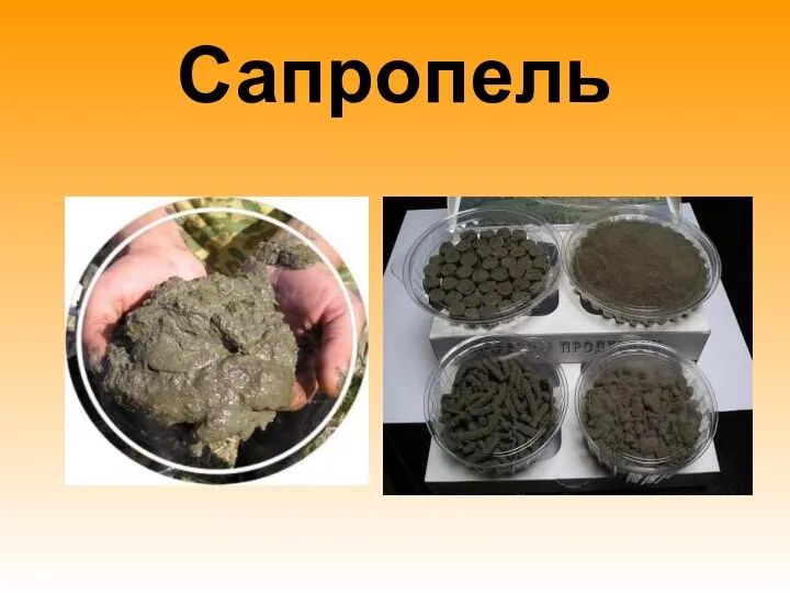 Сапропель