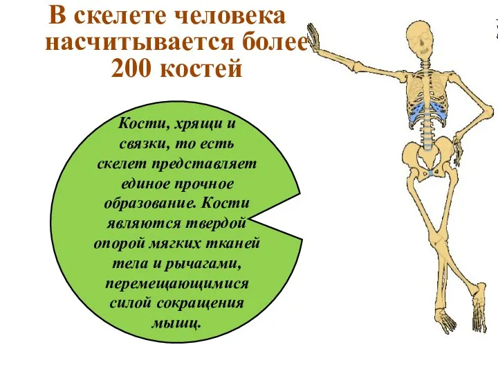 В скелете человека насчитывается более 200 костей Кости, хрящи и связки,