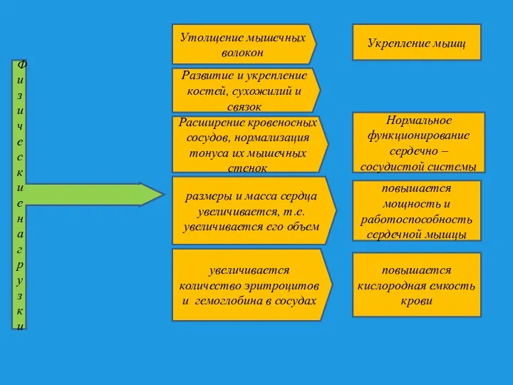 Физические нагрузки Утолщение мышечных волокон Развитие и укрепление костей, сухожилий и