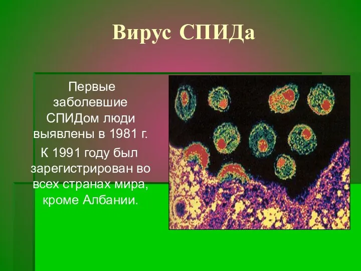 Вирус СПИДа Первые заболевшие СПИДом люди выявлены в 1981 г. К